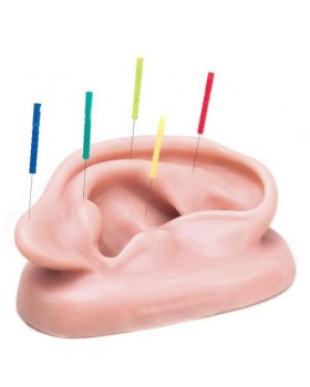 Akupunktur Kulak Modeli, Sağ