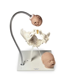 Fetus Başları İle Birlikte Pelvis Modeli