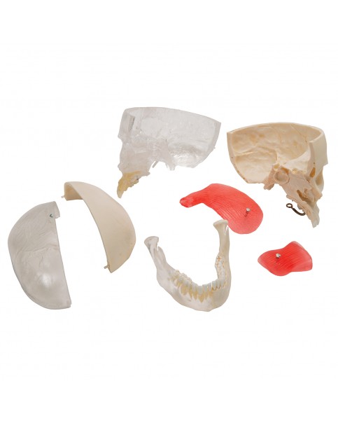 Şeffaf / Kemikli Kombi Kafatası Modeli, 8 Parçalı