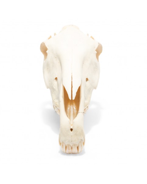 At Kafatası Modeli