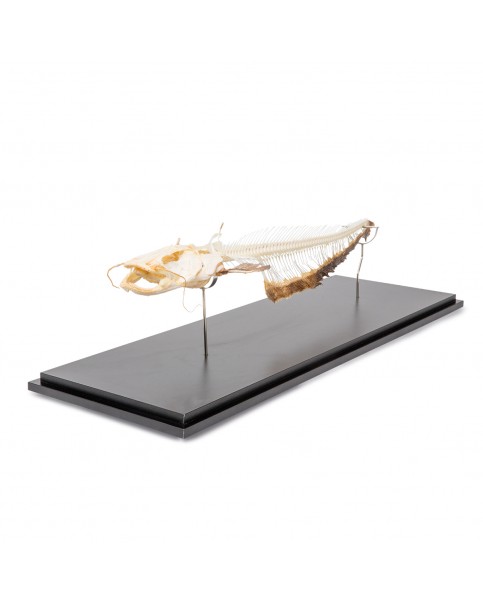 Kedi Balığı İskelet Modeli