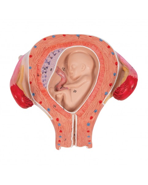 Fetus Modeli, 3. Ay