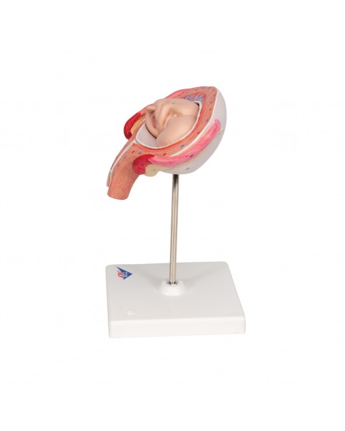 Fetus Modeli, 4. Ay - Yüzüstü Konum