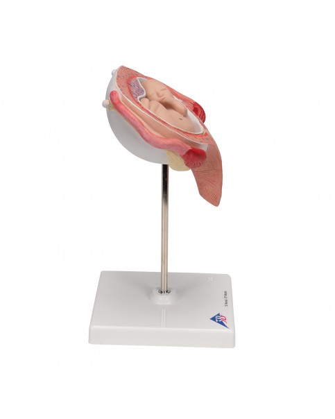 Fetus Modeli, 5. Ay - Sırtüstü Konum