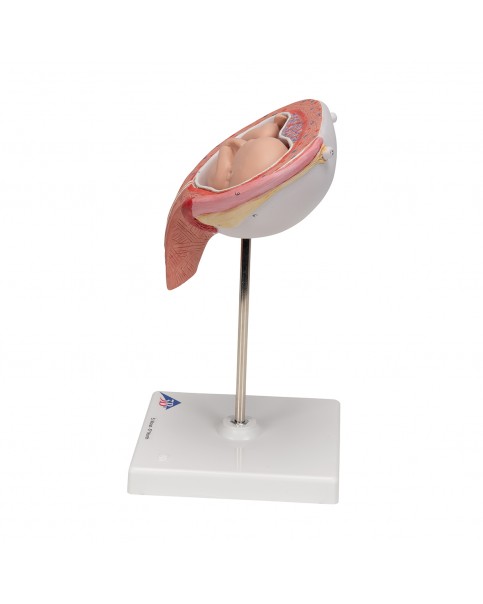 Fetus Modeli, 5. Ay - Sırtüstü Konum