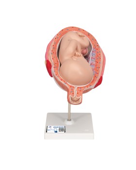 Fetus Modeli, 7. Ay