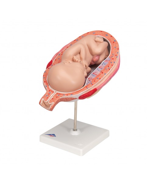 Fetus Modeli, 7. Ay