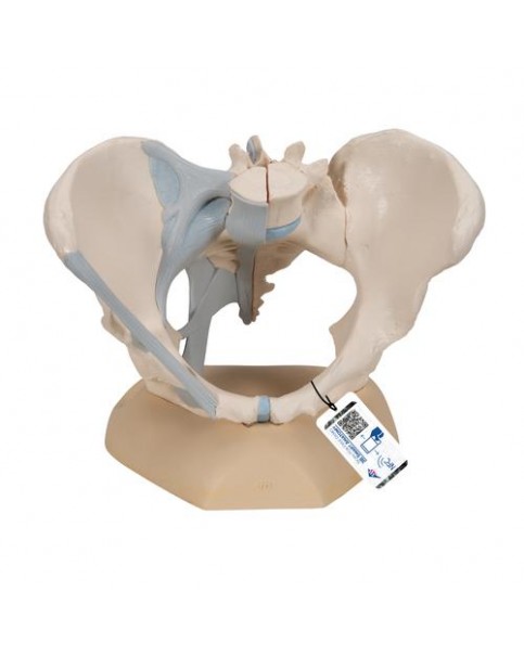 Kadın Pelvis Modeli, 3 Parçalı