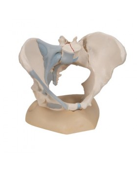 Kadın Pelvis Modeli, 3 Parçalı