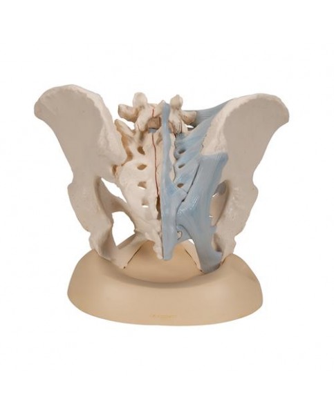 Kadın Pelvis Modeli, 3 Parçalı