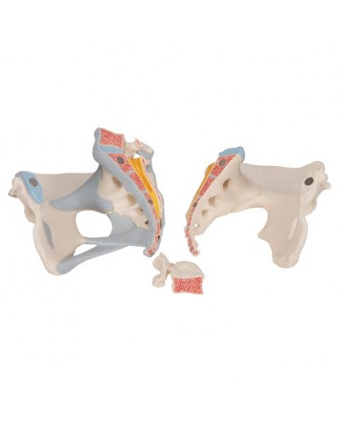 Kadın Pelvis Modeli, 3 Parçalı