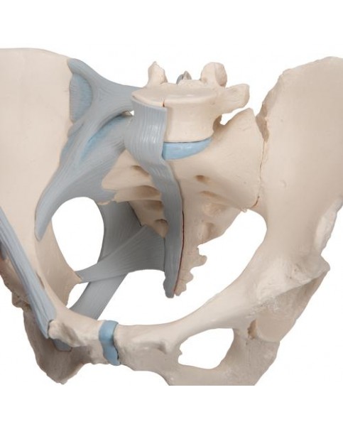 Kadın Pelvis Modeli, 3 Parçalı