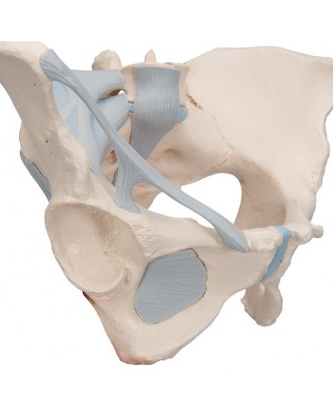 Kadın Pelvis Modeli, 3 Parçalı