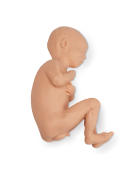 Fetus Modeli