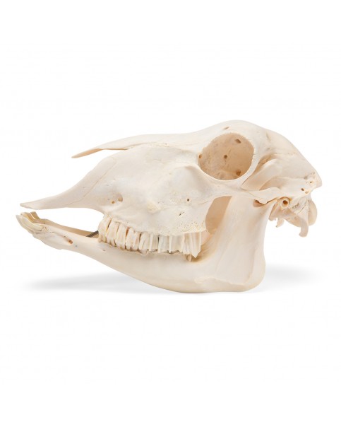 Koyun Kafatası Modeli
