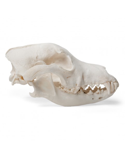 Köpek Kafatası Modeli, M