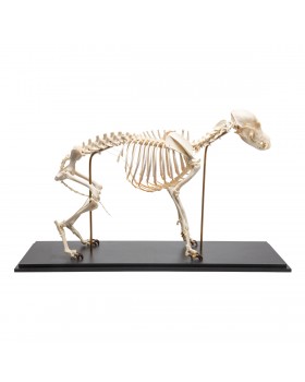 Köpek İskelet Modeli, M, Flexibly Mounted
