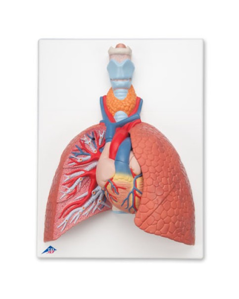 Akciğer Modeli, Gırtlak İle Birlikte, 5 Parçalı