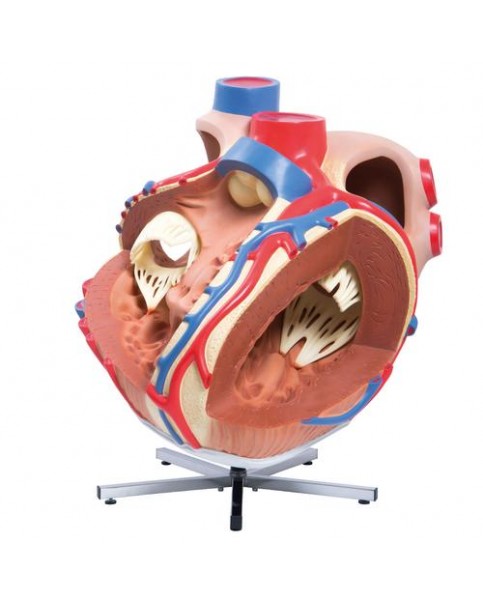 Dev Kalp Modeli, 8 Kat Büyütülmüş