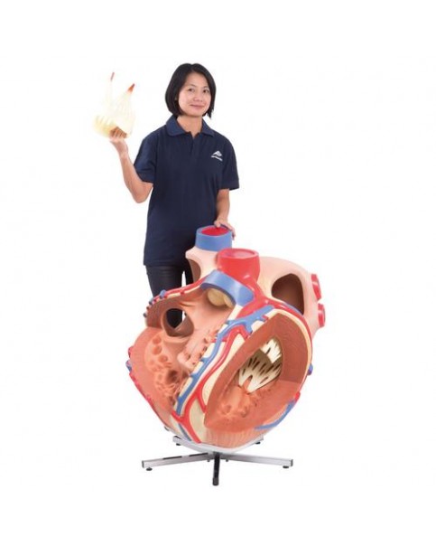 Dev Kalp Modeli, 8 Kat Büyütülmüş
