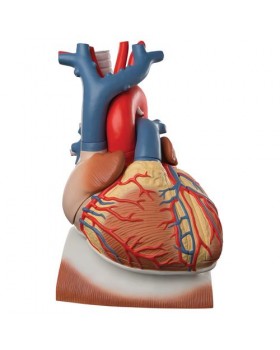 Diyafram Üzerinde Kalp Modeli, 3 Kat Büyütülmüş, 10 Parçalı