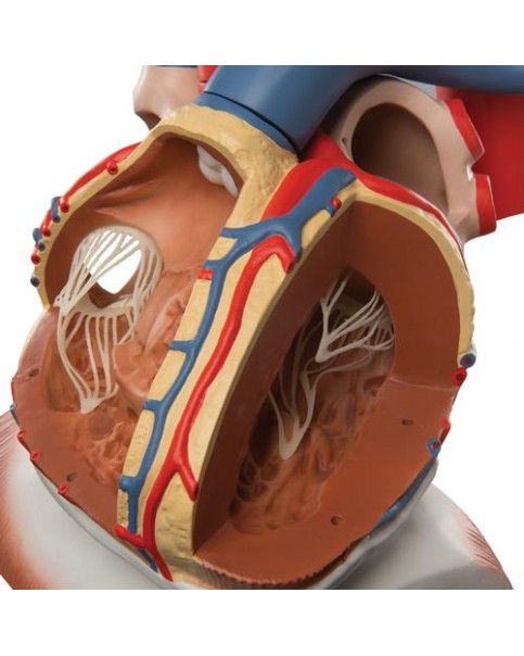 Diyafram Üzerinde Kalp Modeli, 3 Kat Büyütülmüş, 10 Parçalı