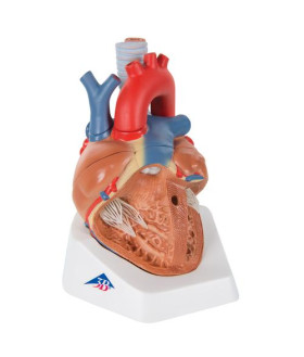 Kalp Modeli, 7 Parçalı