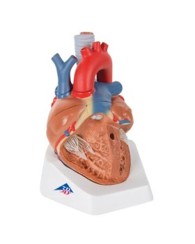 Kalp Modeli, 7 Parçalı