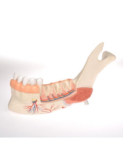 Alt Çene Modeli, 19 Parçalı, 8 Çürük Dişli