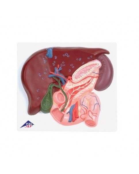 Safra Kesesi, Pankreas ve Onikiparmak Bağırsağıyla Birlikte Karaciğer Modeli