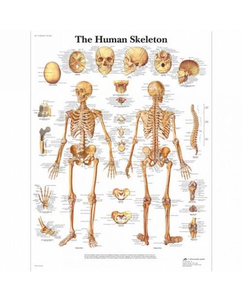 İnsan İskeleti Posteri