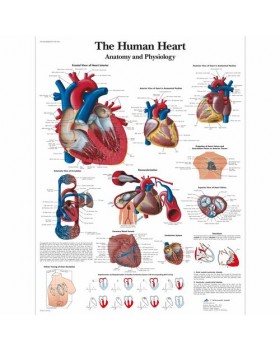 İnsan Kalbi Anatomisi ve Fizyolojisi Posteri