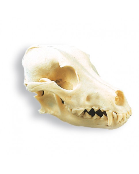 Köpek Kafatası Modeli, (Canis domesticus)