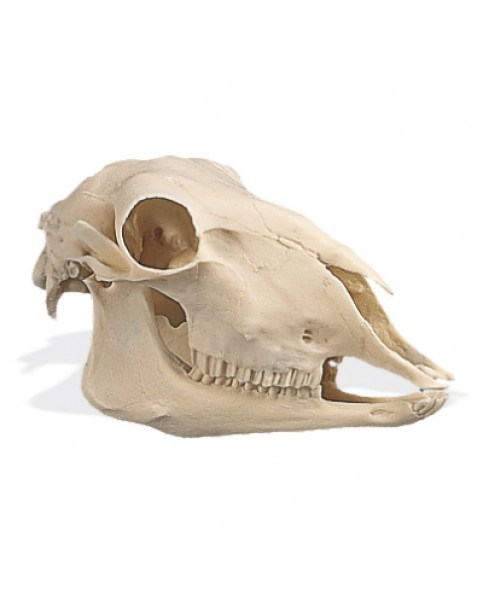 Koyun Kafatası Modeli (Ovis Aries)