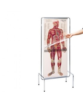 "Zayıf Adam" - Sıralı İnsan Anatomisi Programı Posteri