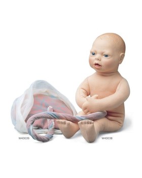 Fetus Modeli