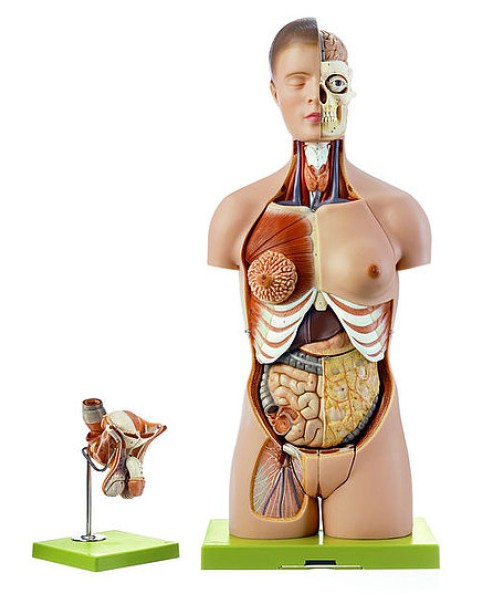 Başlı, Değiştirilebilir Erkek ve Kadın Genital Organlı Gövde Modeli