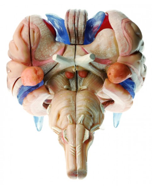 Beyin Sapı Modeli, 12 Parçalı