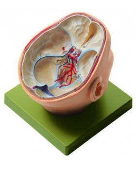 Kafa Tabanı ve Cranial Sinirler Modeli