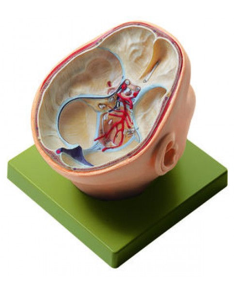 Kafa Tabanı ve Cranial Sinirler Modeli