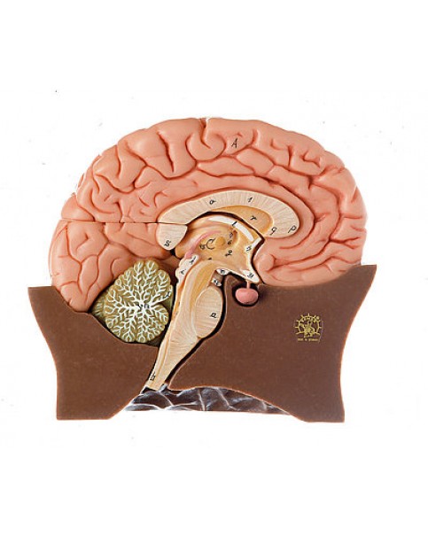 Yarım Beyin Modeli
