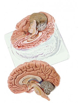 Beyin Modeli