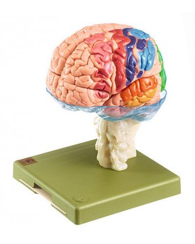 Beyin Modeli, Belirlenen Sitofarchitectural Alanları