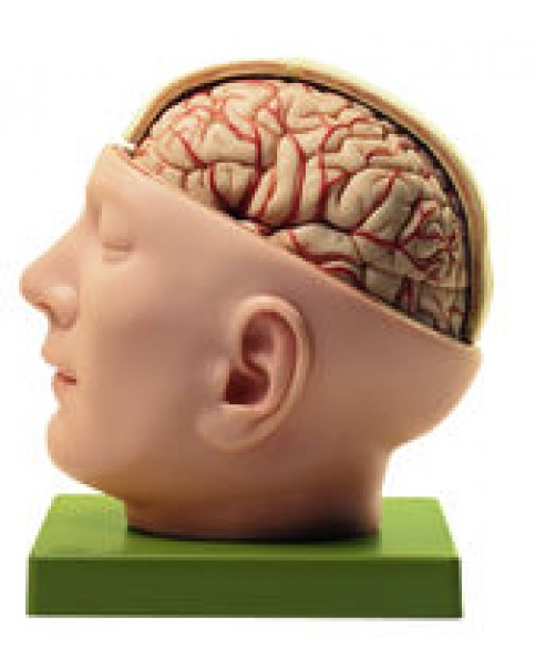 Beyin ve Dura Materli Kafa Tabanı Modeli
