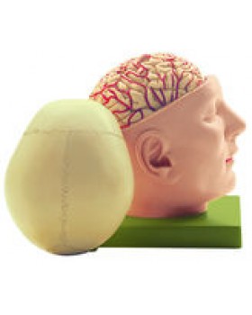 Beyinli Kafatası Modeli