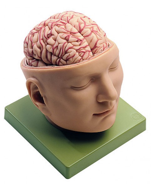 Beyinli Kafa Tabanı Modeli