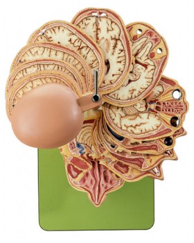 Başın Anatomik Kesit Modeli, MR Figürleri İle Birlikte