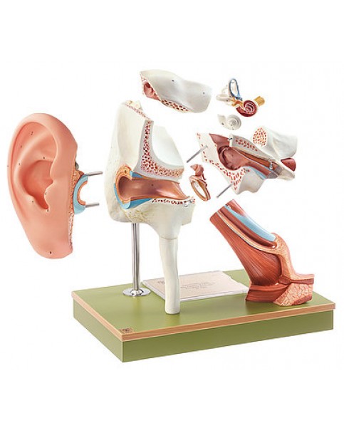 Kulak Kepçeli Kulak Modeli