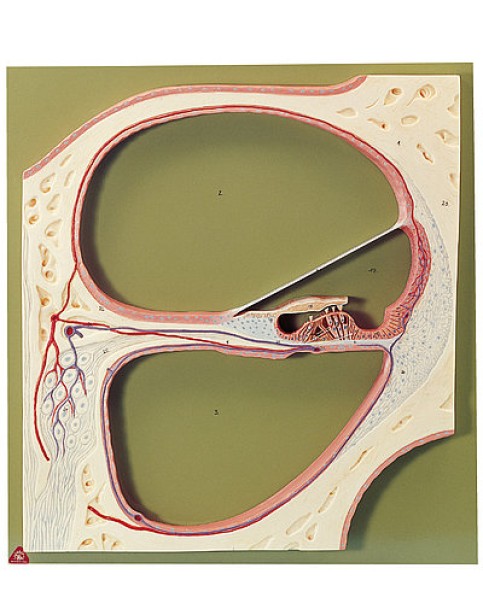  Cochlea'nın Orta Spiralinden Kesit Modeli