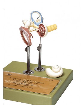 Labirentli Kulak Zarı ve Kulak Kemikçikleri Modeli
